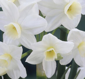 Narcis 'Silver Chimes'
