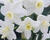 Narcis 'Silver Chimes'