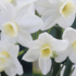 Narcissus 'Silver Chimes'.png