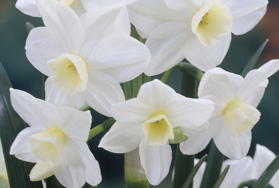 Narcis 'Silver Chimes' - Narcissus 'Silver Chimes'