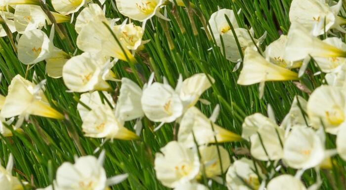 Narcis 'Spoirot' - Narcissus bulbocodium 'Spoirot'