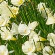 Narcis 'Spoirot' - Narcissus bulbocodium 'Spoirot'