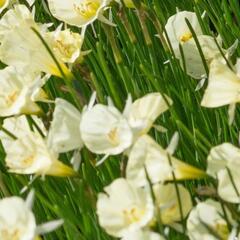 Narcis 'Spoirot' - Narcissus bulbocodium 'Spoirot'