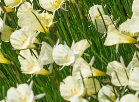 Narcis 'Spoirot' - Narcissus bulbocodium 'Spoirot'