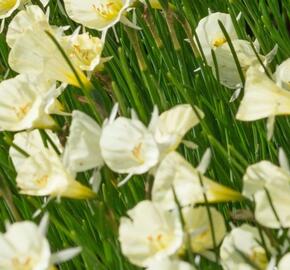 Narcis 'Spoirot' - Narcissus bulbocodium 'Spoirot'