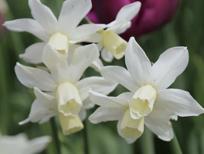 Narcis bramboříkokvětý 'Toto' - Narcissus cyclamineus 'Toto'