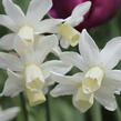 Narcis bramboříkokvětý 'Toto' - Narcissus cyclamineus 'Toto'