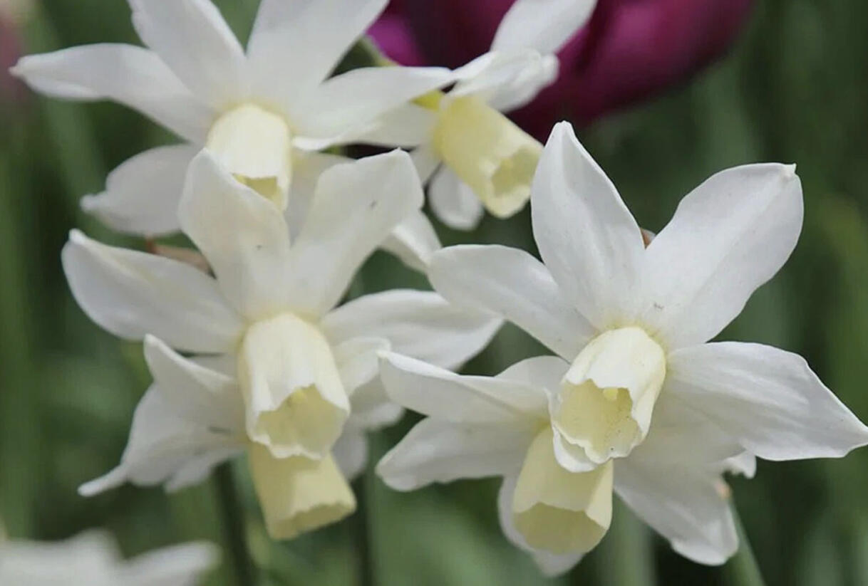 Narcis bramboříkokvětý 'Toto' - Narcissus cyclamineus 'Toto'