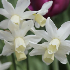 Narcis bramboříkokvětý 'Toto' - Narcissus cyclamineus 'Toto'