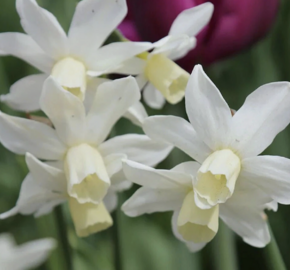 Narcis bramboříkokvětý 'Toto' - Narcissus cyclamineus 'Toto'