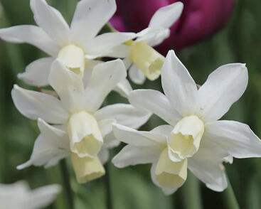 Narcis bramboříkokvětý 'Toto'