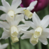Narcissus cyclamineus 'Toto'.png