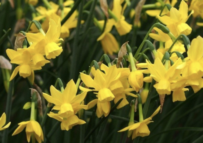 Narcis trojmužný 'Sunlight Sensation' - Narcissus triandrus 'Sunlight Sensation'