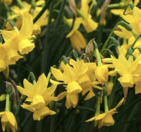 Narcis trojmužný 'Sunlight Sensation' - Narcissus triandrus 'Sunlight Sensation'