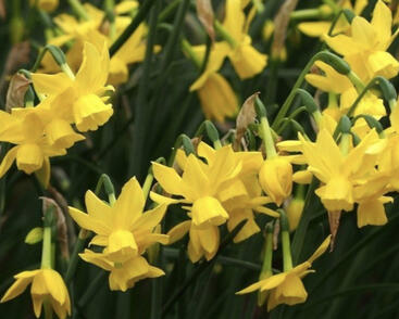 Narcis trojmužný 'Sunlight Sensation'