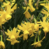 Narcissus triandrus 'Sunlight Sensation'.png