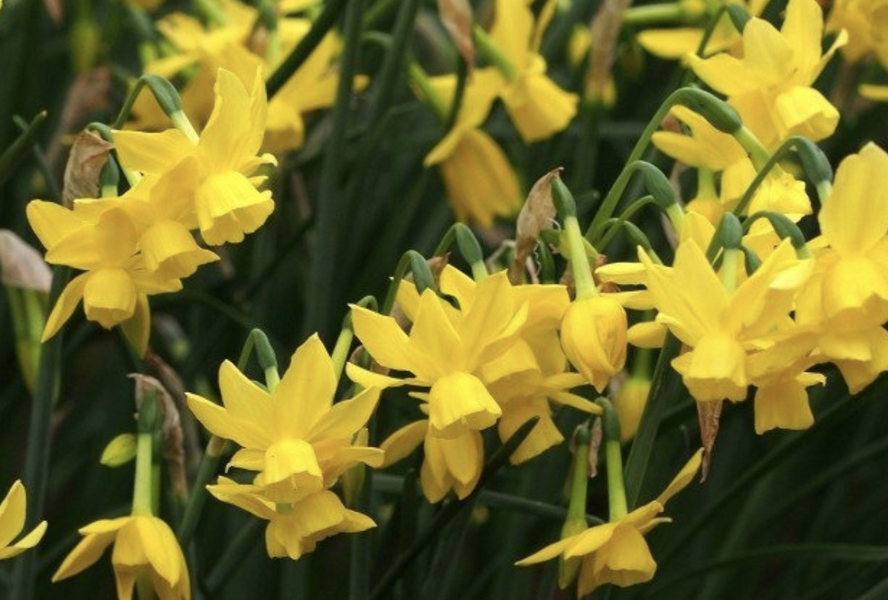 Narcis trojmužný 'Sunlight Sensation' - Narcissus triandrus 'Sunlight Sensation'