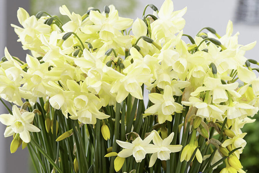 Narcis trojmužný 'Moonlight Sensation' - Narcissus triandrus 'Moonlight Sensation'