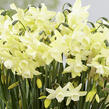Narcis trojmužný 'Moonlight Sensation' - Narcissus triandrus 'Moonlight Sensation'