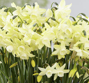 Narcis trojmužný 'Moonlight Sensation'