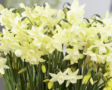 Narcis trojmužný 'Moonlight Sensation'