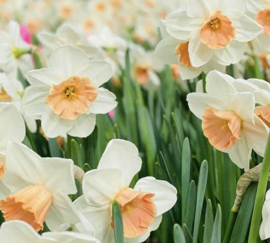 Narcis velkokorunný 'Accent' - Narcissus Large Cuped 'Accent'