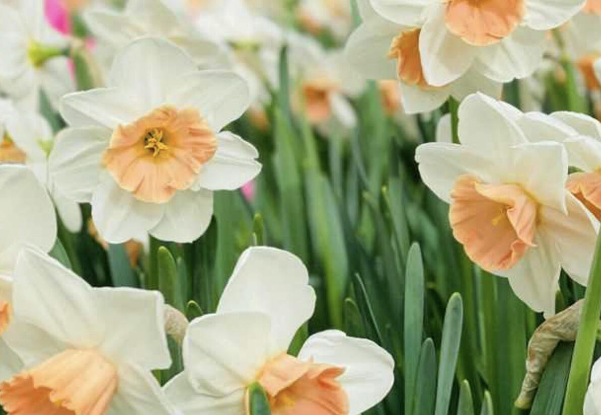 Narcis velkokorunný 'Accent' - Narcissus Large Cuped 'Accent'