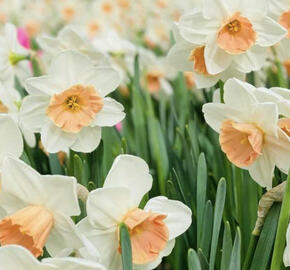 Narcis velkokorunný 'Accent'