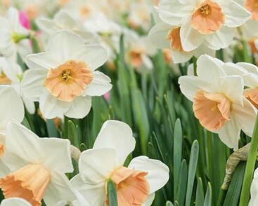 Narcis velkokorunný 'Accent'