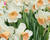 Narcis velkokorunný 'Accent'