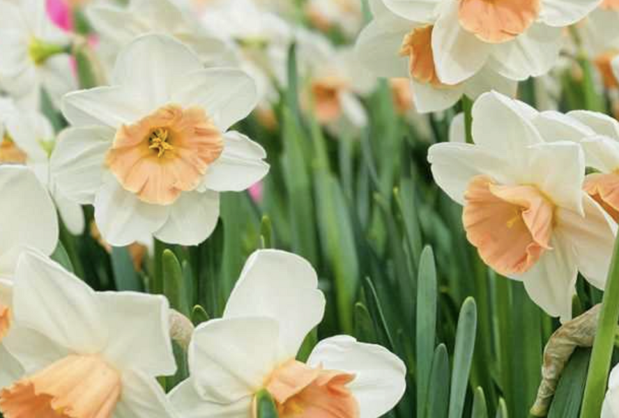 Narcis velkokorunný 'Accent' - Narcissus Large Cuped 'Accent'