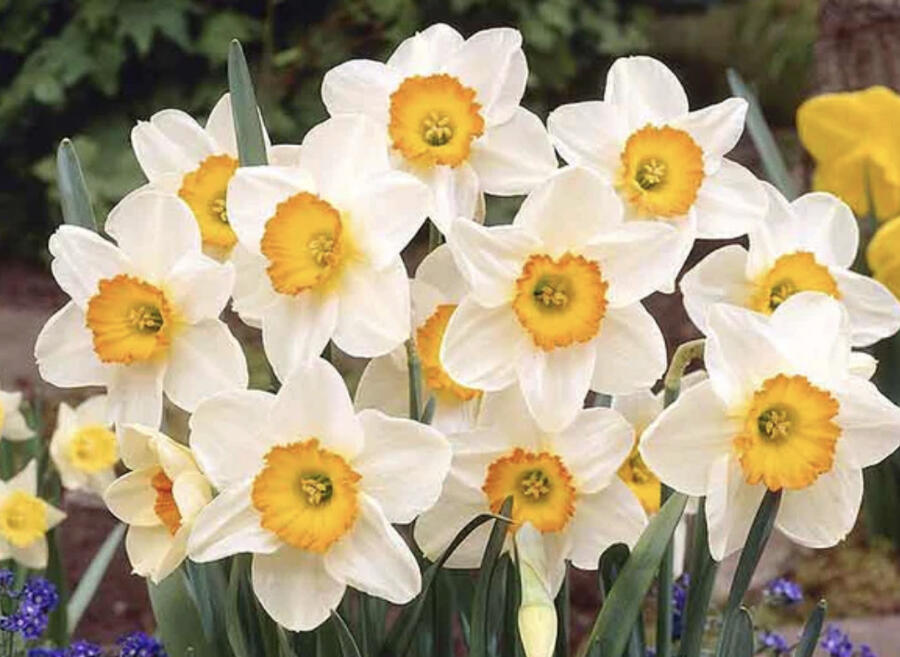 Narcis velkokorunný 'Flower Record' - Narcissus Large Cupped 'Flower Record'