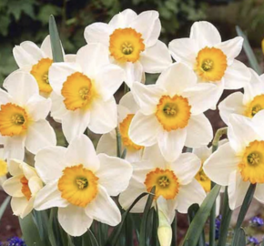 Narcis velkokorunný 'Flower Record' - Narcissus Large Cupped 'Flower Record'