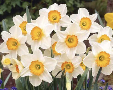 Narcis velkokorunný 'Flower Record'