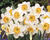 Narcis velkokorunný 'Flower Record'