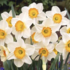 Narcissus Large Cupped 'Flower Record'.png