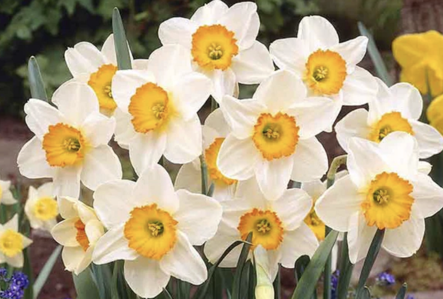 Narcis velkokorunný 'Flower Record' - Narcissus Large Cupped 'Flower Record'