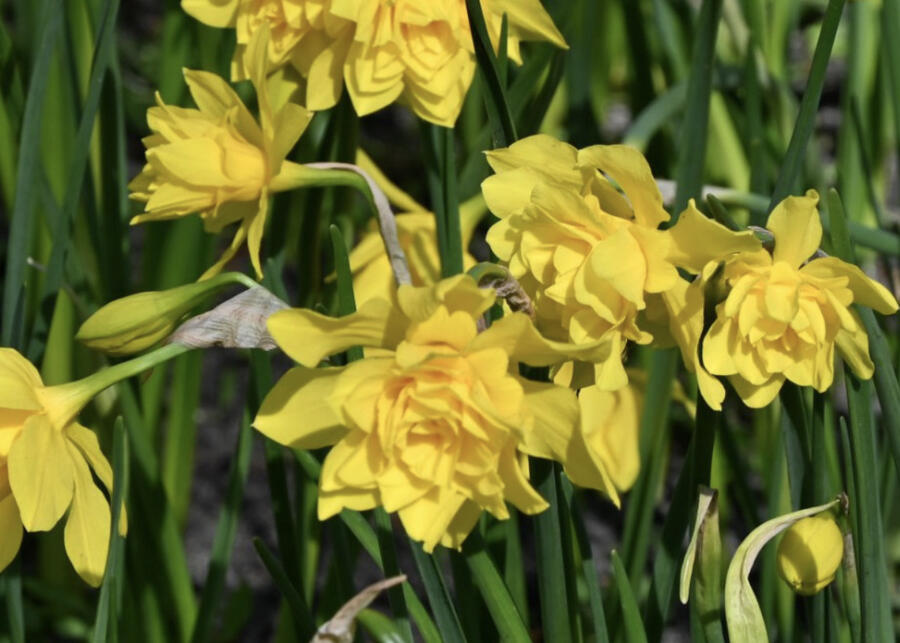 Narcis vonný 'Plenus' - Narcissus odorus 'Plenus'