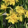 Narcis vonný 'Plenus' - Narcissus odorus 'Plenus'