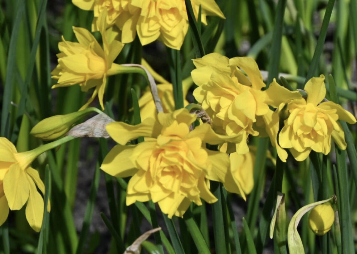 Narcis vonný 'Plenus' - Narcissus odorus 'Plenus'