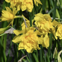 Narcis vonný 'Plenus' - Narcissus odorus 'Plenus'