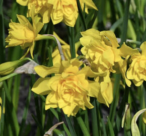 Narcis vonný 'Plenus'