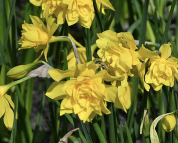Narcis vonný 'Plenus'