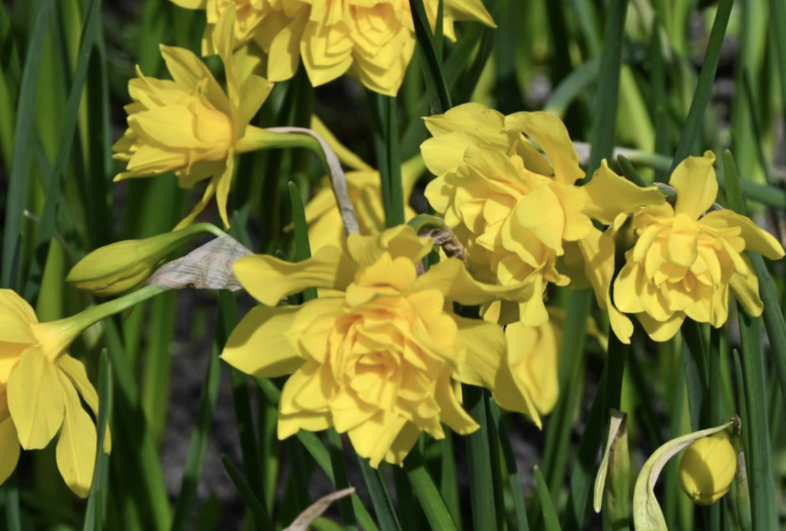 Narcis vonný 'Plenus' - Narcissus odorus 'Plenus'