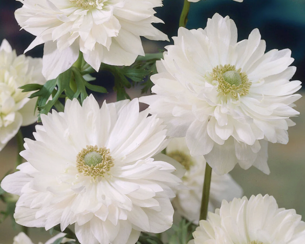 Sasanka věncová 'Mount Everest' - Anemone coronaria 'Mount Everest'