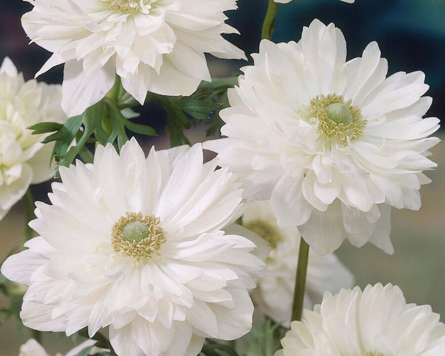 Sasanka věncová 'Mount Everest' - Anemone coronaria 'Mount Everest'