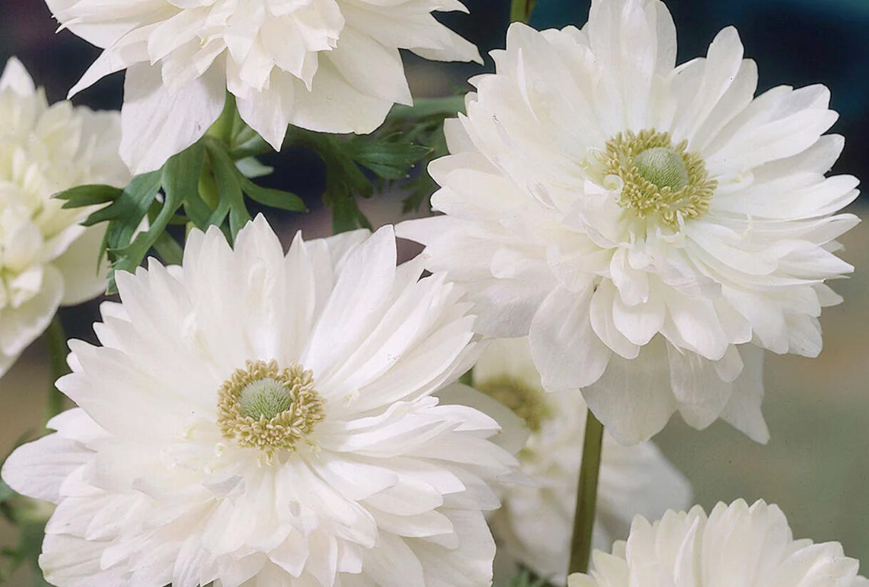 Sasanka věncová 'Mount Everest' - Anemone coronaria 'Mount Everest'