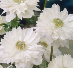 Sasanka věncová 'Mount Everest' - Anemone coronaria 'Mount Everest'