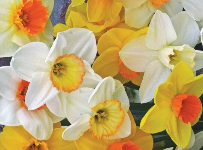 Narcis velkokorunný 'Jutland's Pride Mix' - Narcissus Large Cupper 'Jutland's Pride Mix'