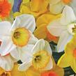 Narcis velkokorunný 'Jutland's Pride Mix' - Narcissus Large Cupper 'Jutland's Pride Mix'